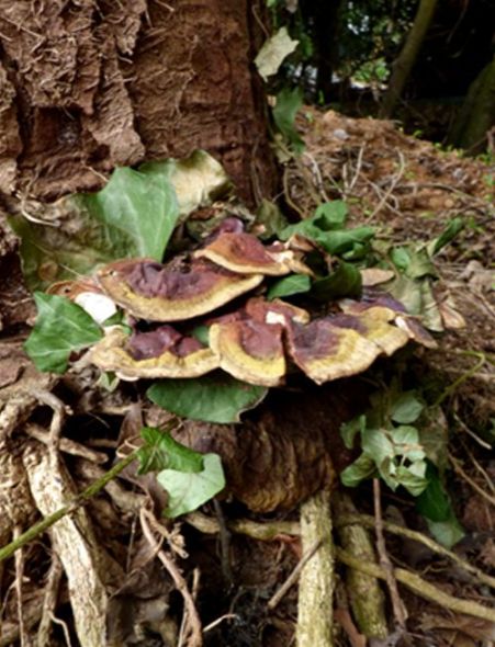 Mature brackets with a green tinge at the base of a sycamore in Barnet, London